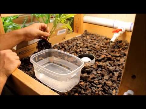 how to transplant into aquaponics