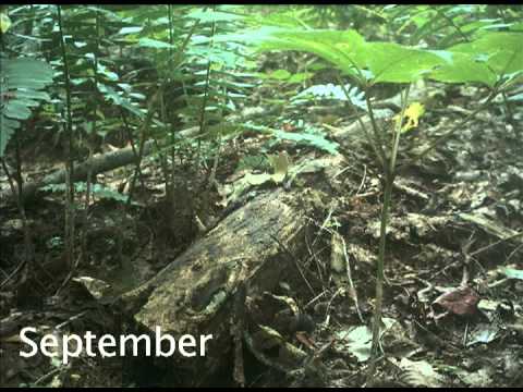 how to grow ginseng in wv