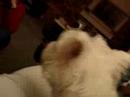 Crazytime with the Pooch