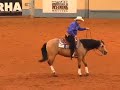 Reining Horse NRHA Derby