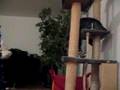 Cats fighting under the influence of catmint