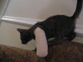 Gimpy Kitten Gimpy Kitten