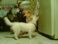 videos de Babi Chang Again Part 2