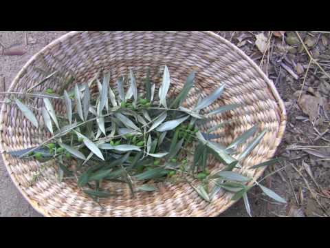 how to harvest eucalyptus leaves