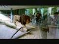 V Zoo