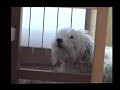 perro cantar�n