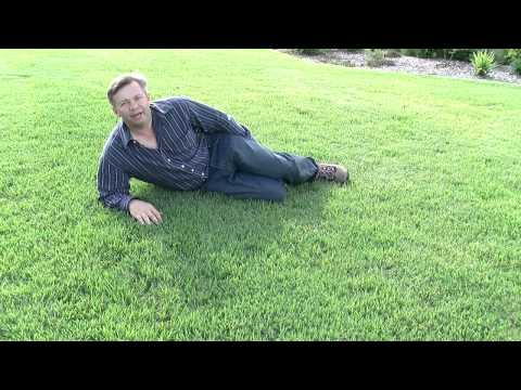 how to dye zoysia grass