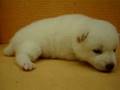 07/1-公母幼犬號-日新犬舍