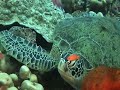 Turtles of Sipadan