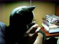 videos de MVI_0301.AVI