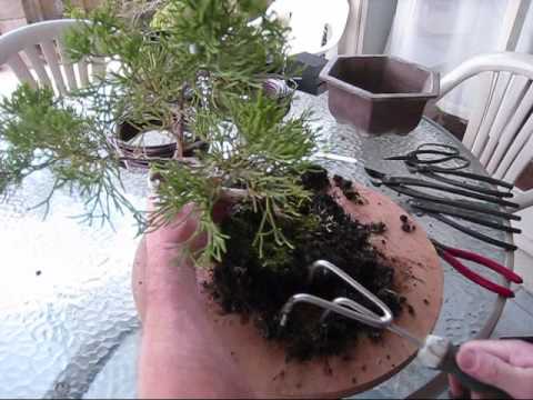 how to transplant a juniper bonsai
