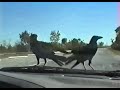 Carsurfing Crows - autosurfende Krähen Carsurfing Crows - autosurfende Krähen