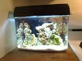 My SW/FW Aquarium Compilation