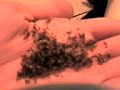 Porro de hachis(huevito)