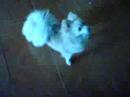 Pomeranian dogs