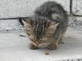 Turkey, Istanbul?Stray kittens on the steps of a mosque