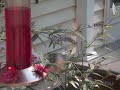 Slow Motion Hummingbird