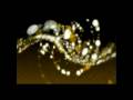 videos de http://www.Yahuwshua.org