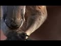This video shows how kangeroos have adapted to survive in the wild.Things to think about:How have the kangeroos adapted to their desert environment?What features of the kangeroos have enabled them to survive, and how are they developing further?What are the needs of the kangeroos?Respond in a comment or use a video response instead.All videos on this profile are legal and were obtained with owner's permission.