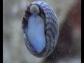 Acuario Aut�ctono de la R�a de Noia (www.acuariogallego.com)