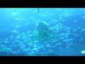 The Dubai Aquarium