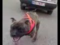 mike pit bull weight pulling ok. 1500 kg 130 m