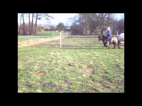 shetty - Das ist mein Shetty