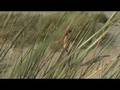 videos de Deleye_zomer2009_long