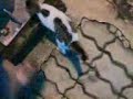 Kucing lucu Kucing lucu
