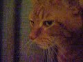 Predator Cat