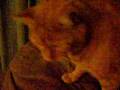 videos de Predator Cat