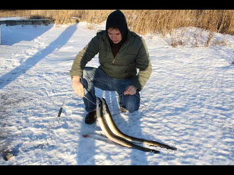 Unguriu medziokle, eel spearfishing.