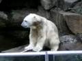 Knut ☆クヌート
