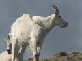 The Salt Lake Tribune's Brett Prettyman, along with the Utah Division of Wildlife Resources, brings you this video of the transplant processes employed for bison, pronghorn, moose, bighorn sheep and rocky mountain goats.  sltrib.com