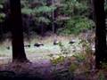 Ver Video