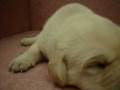 videos de 11/19拉不拉多 Labrador Retriever -公幼犬1號-日新犬舍