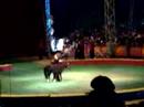 Circo los valentinos (Baile de los Ponis)