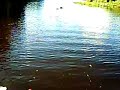 Férias - Passeio Chalana/Pesca Piranha/Aliment. Animais 5/8
