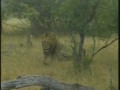 Mapogo Pride Video #4 WildEarth 030508 a.m. Drive Mapogo Pride Video #4 WildEarth 030508 a.m. Drive