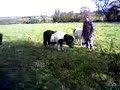 Leader of the herd