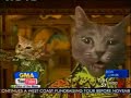 Cat Head Theatre on Good Morning America