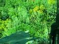 videos de huntin' in the gorge