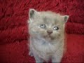 Tammys Litter May 6 2007