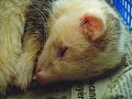 fight cat ferret pet play game chat furet jeu animal