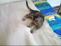 cat vs ferret cat vs ferret