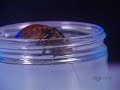 RoboRoach - Cockroach controlled robot