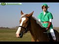 Zelda and Link Tribute