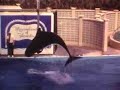 Brenda 008 - Vintage home movie of Marineland, Florida