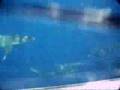 Haleiwa Shark Cage Video - 3rd Installment
