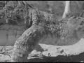 interior-crocodile-alligator.html